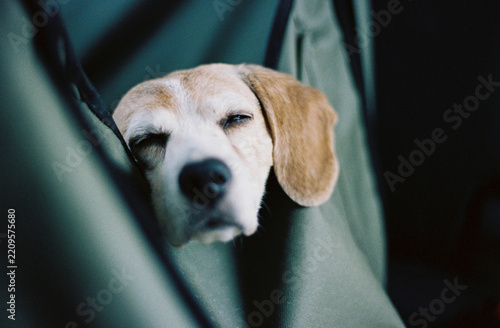 Sleepy beagle puppy resting in a car seat