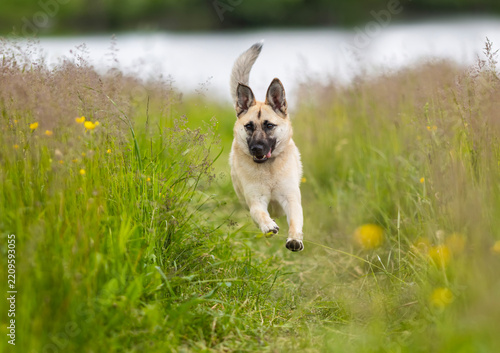 cute dog running through green grass in a sunny summer meadow, leaping high i...