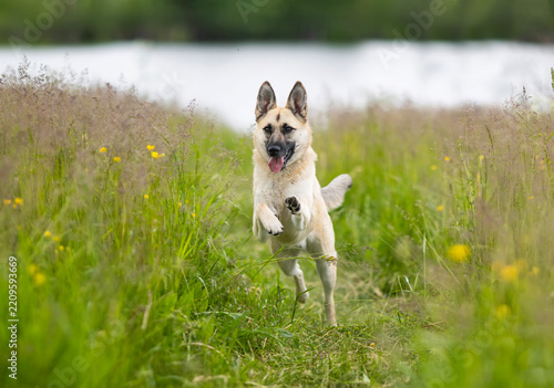 cute beige dog running through green grass in a sunny summer meadow, leaping ...