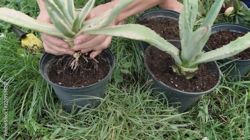 Close-up of the process of planting young Agave Americana sprouts into pots with prepared soil, real-time footage illustrating the concept of agave cultivation on a farm