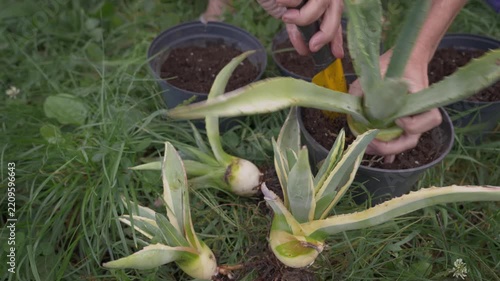Real-time footage showing the process of planting young Agave Americana offshoots into pots with specially prepared soil, illustrating agave cultivation on a farm