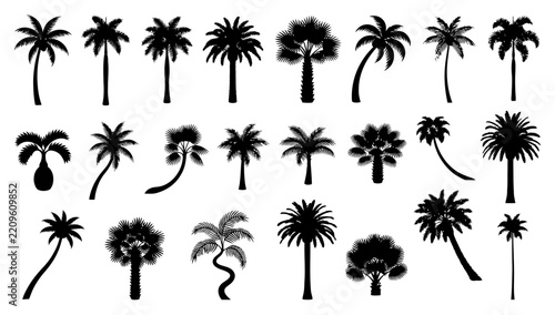 Silhouette Palm Tree Collection: A diverse array of palm trees presented in black silhouette, showcasing a variety of shapes and sizes, perfect for tropical-themed designs.