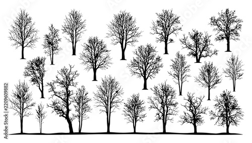 Collection of Bare Trees: A variety of deciduous trees stand without leaves, showcasing their intricate branch structures against a plain background, perfect for illustrating concepts of winter.