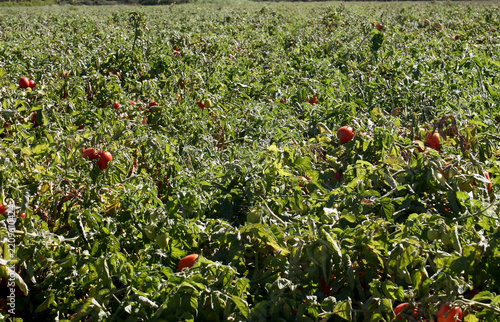 Culture de tomates pour la conserve