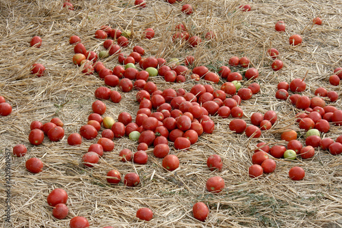 tomates restées sur le sol
