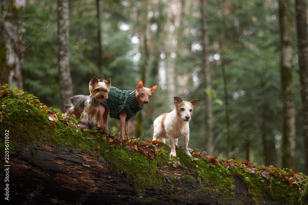 Obraz premium Three dogs of different breeds walk together in the forest on a moss-covered log. The background shows soft vertical trees and natural light.