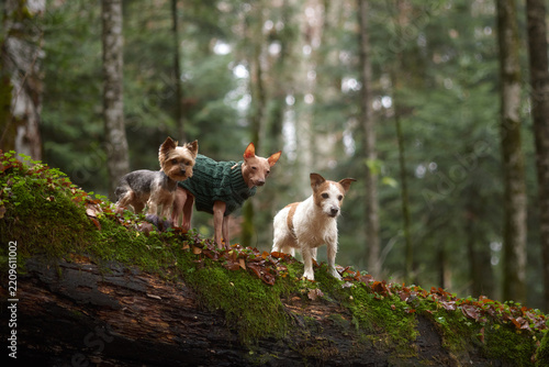 Three dogs of different breeds walk together in the forest on a moss-covered log. The background shows soft vertical trees and natural light.