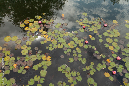 pond with water lilies