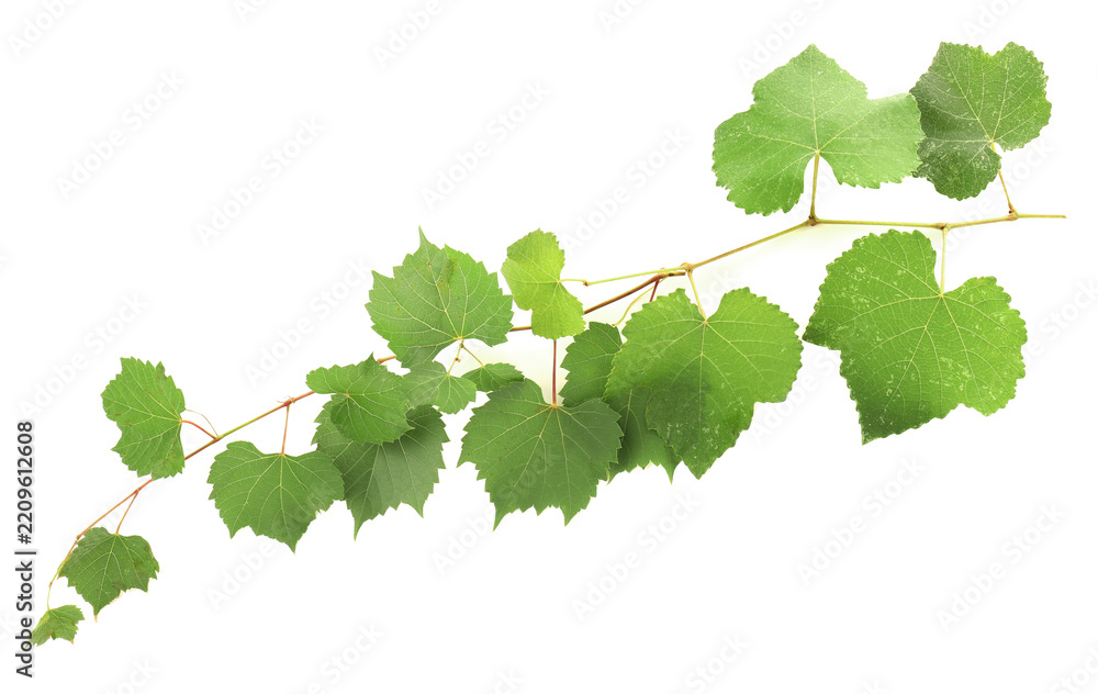 Obraz premium Grape branch with leaves isolated on white