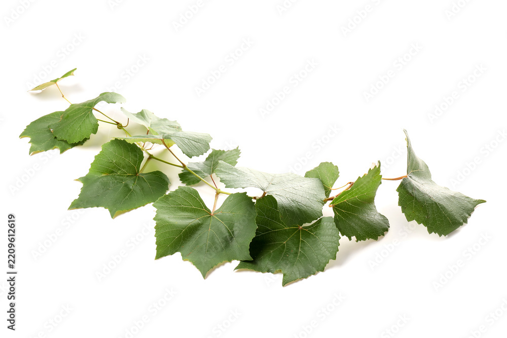 Obraz premium Grape branch with leaves isolated on white