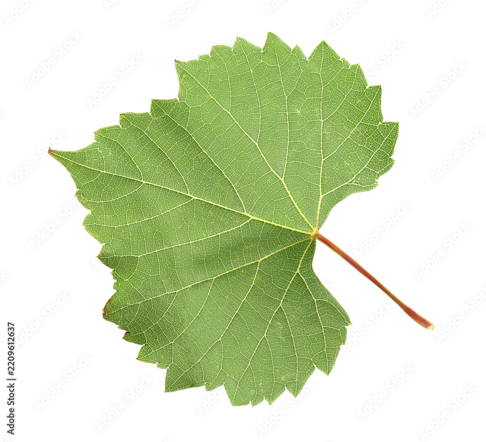 Obraz premium One green grape leaf isolated on white
