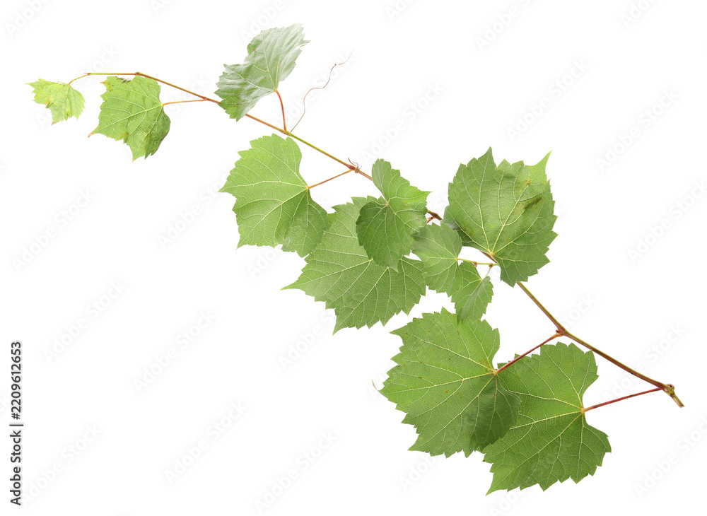 Obraz premium Grape branch with leaves isolated on white