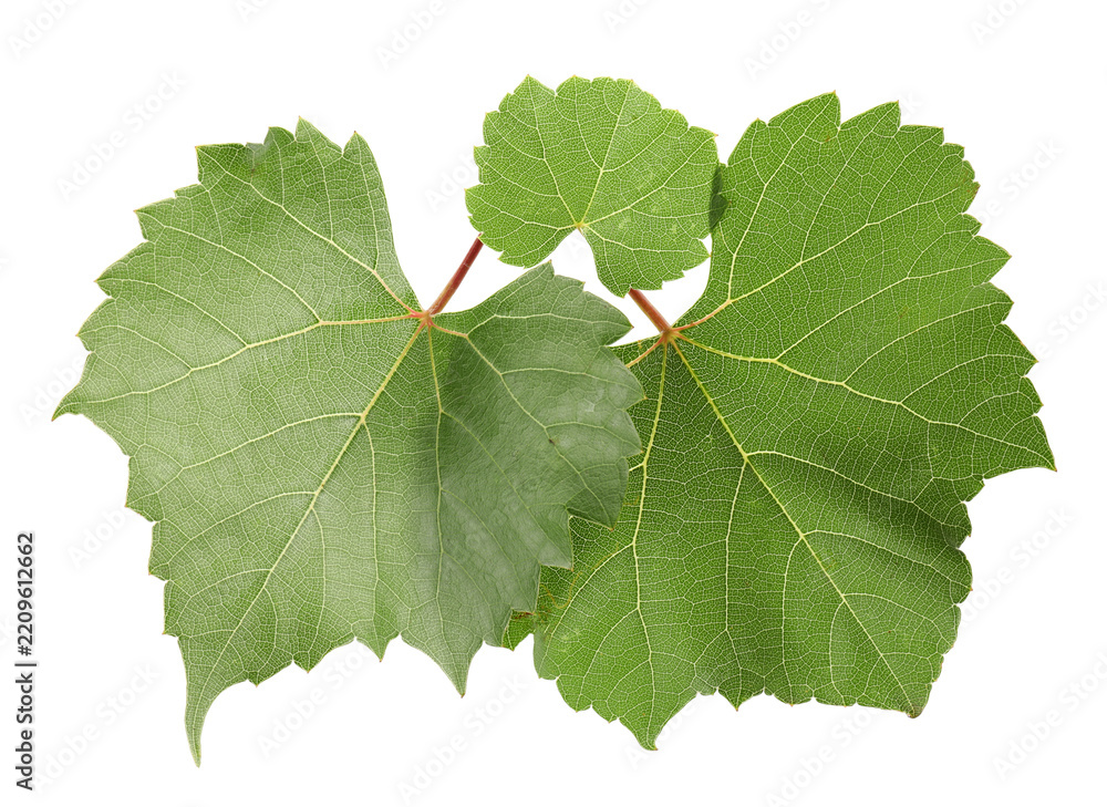 Obraz premium Green grape plant leaves isolated on white