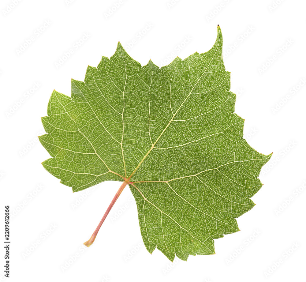Obraz premium One green grape leaf isolated on white