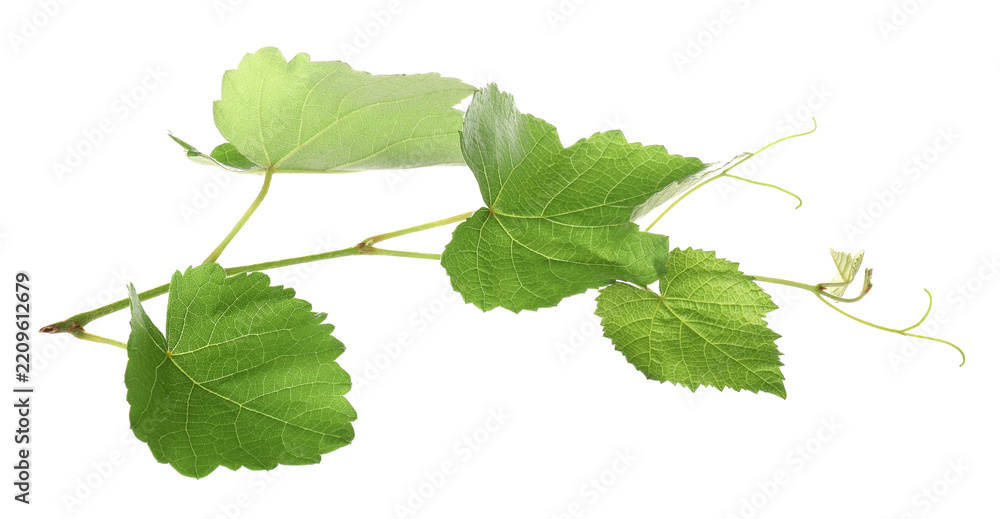 Obraz premium Grape branch with leaves isolated on white