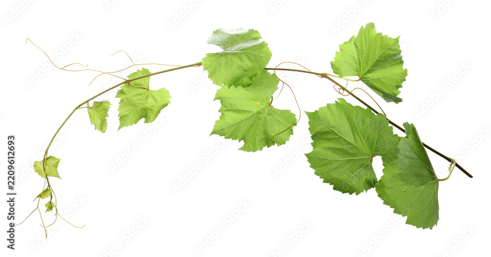 Obraz premium Grape branch with leaves isolated on white