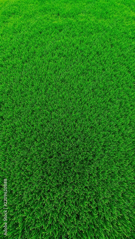 Fototapeta premium Seamless Aerial Top View Texture of Green Sports Field Grass Pitch for Golf, Soccer, Football or Rugby Background