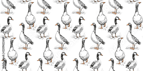 Seamless handmade vector pattern featuring detailed geese with black, white and gray plumage, orange beaks and feet, drawn in a natural vintage illustration style