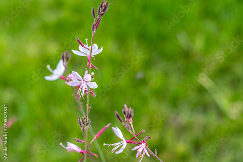 Delicate pink gaura flowers blooming in a lush green meadow. This serene floral image is perfect for gardening, nature-themed, and wellness-focused marketing materials.