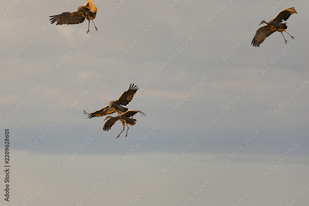 Obraz premium Sandhill Cranes arriving at a communal roost at dusk.