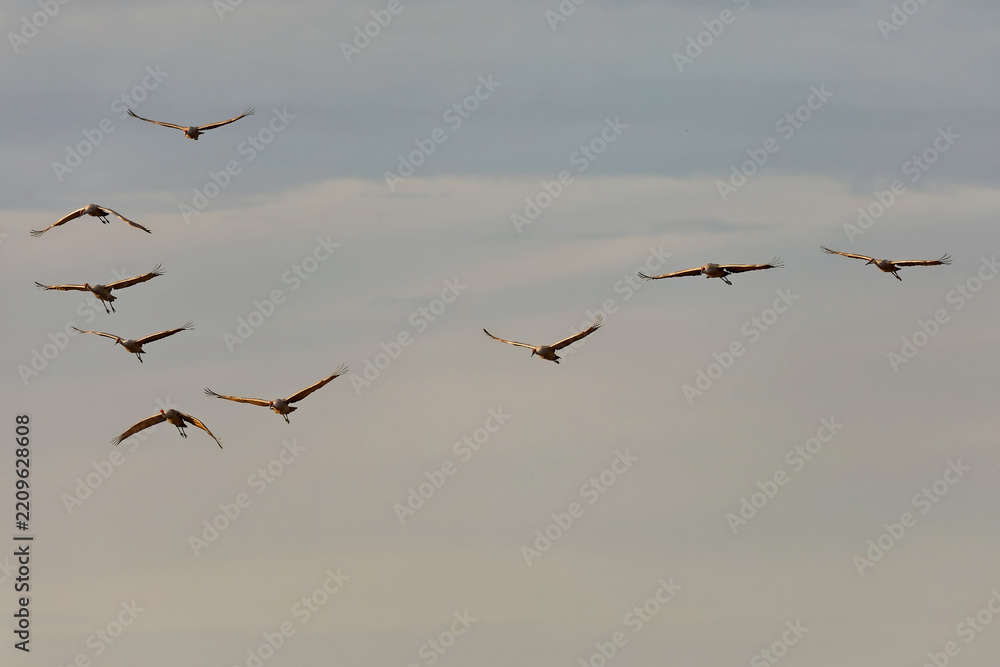 Obraz premium Sandhill Cranes arriving at a communal roost at dusk.