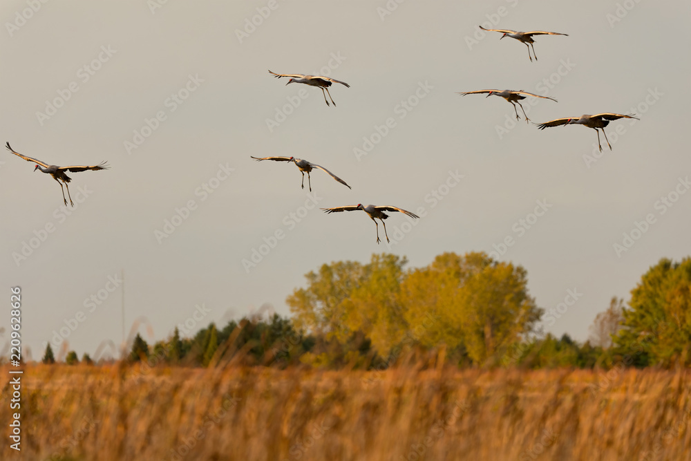 Obraz premium Sandhill Cranes arriving at a communal roost at dusk.