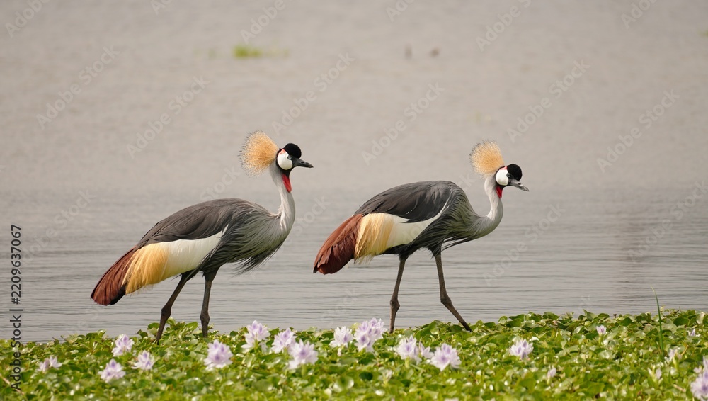 Obraz premium Graceful grey crowned crane couple walking in Naivasha, Africa