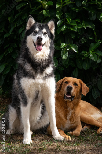 Alaskan malamute and golden cross dog posing together in nature