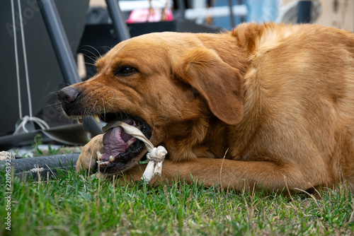 Playful labrador golden cross dog biting a pet toy