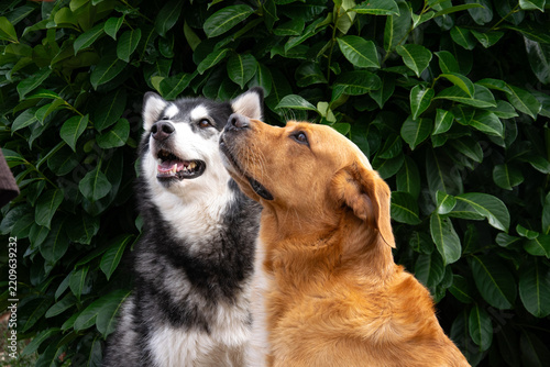 Alaskan malamute and golden cross dog posing together in nature