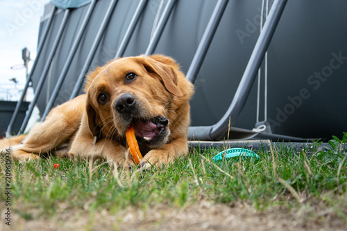 Playful labrador golden cross dog biting a pet toy
