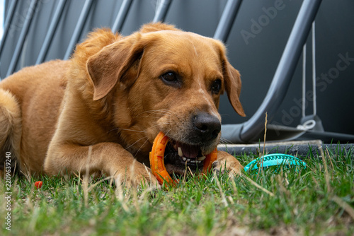Playful labrador golden cross dog biting a pet toy