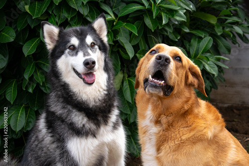 Alaskan malamute and golden cross dog posing together in nature