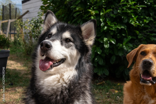 Majestic Alaskan malamute dog posing outdoors in nature