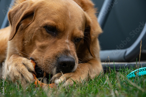 Playful labrador golden cross dog biting a pet toy