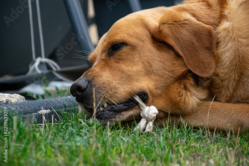 Playful labrador golden cross dog biting a pet toy