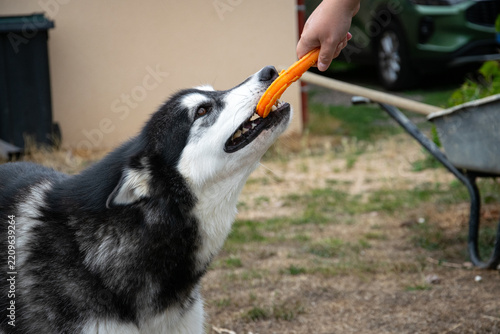 Majestic Alaskan malamute dog posing outdoors in nature