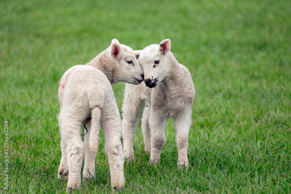 Obraz premium Lambing time in the Yorkshire Dales, UK, with two very young lambs in lush green meadow. the two lambs are snuggling up to each other's face. Facing front. Horizontal. Copy space