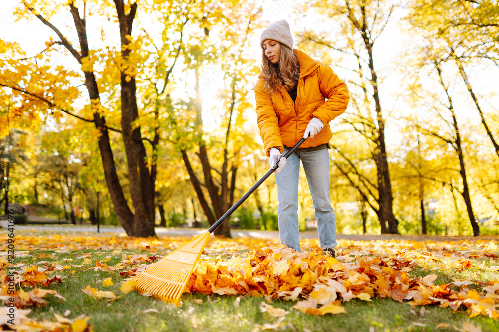 Fototapeta premium Woman in yellow jacket rakes leaves in park filled with colorful autumn foliage. Female volunteer clears away fallen leaves with yellow rake on autumn day. Concept of cleanup, ecology.