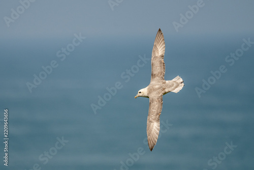 Obraz na plátně Northern Fulmar (Fulmarus glacialis) flying in the sky over the ocean during day