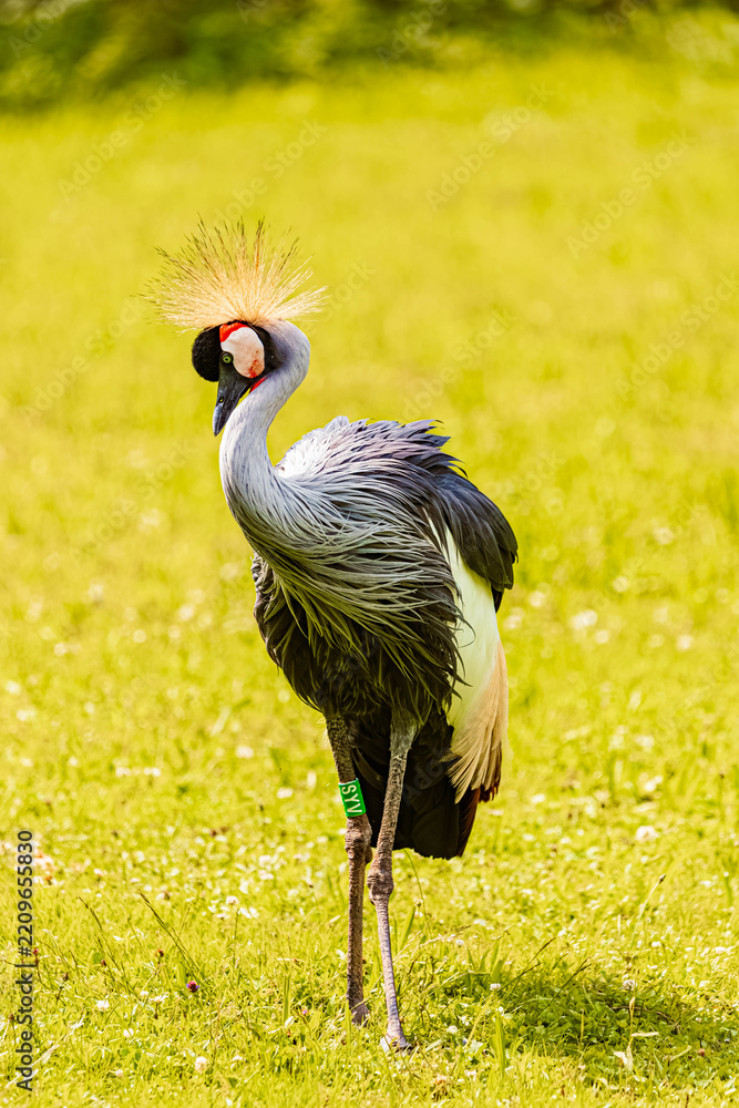 Obraz premium Balearica pavonina, black crowned crane, standing on the grass on a sunny summer day