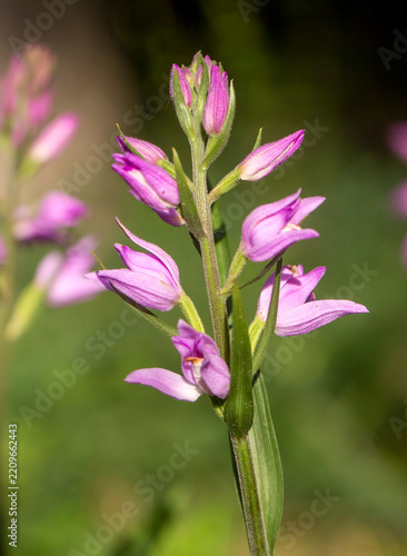 Wild orchid species, Scientific name; Cephalanthera rubra