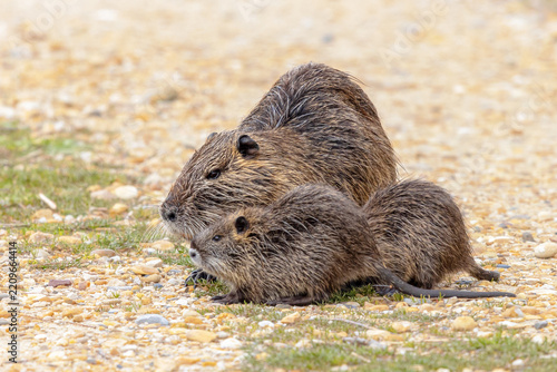 Nutria aquatic rodent with young