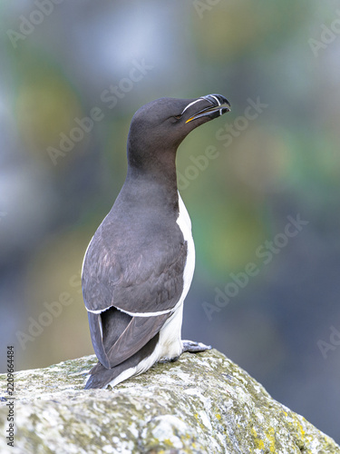 Razorbill (Alca torda) perched on cliff rock, Lunga, Scotland