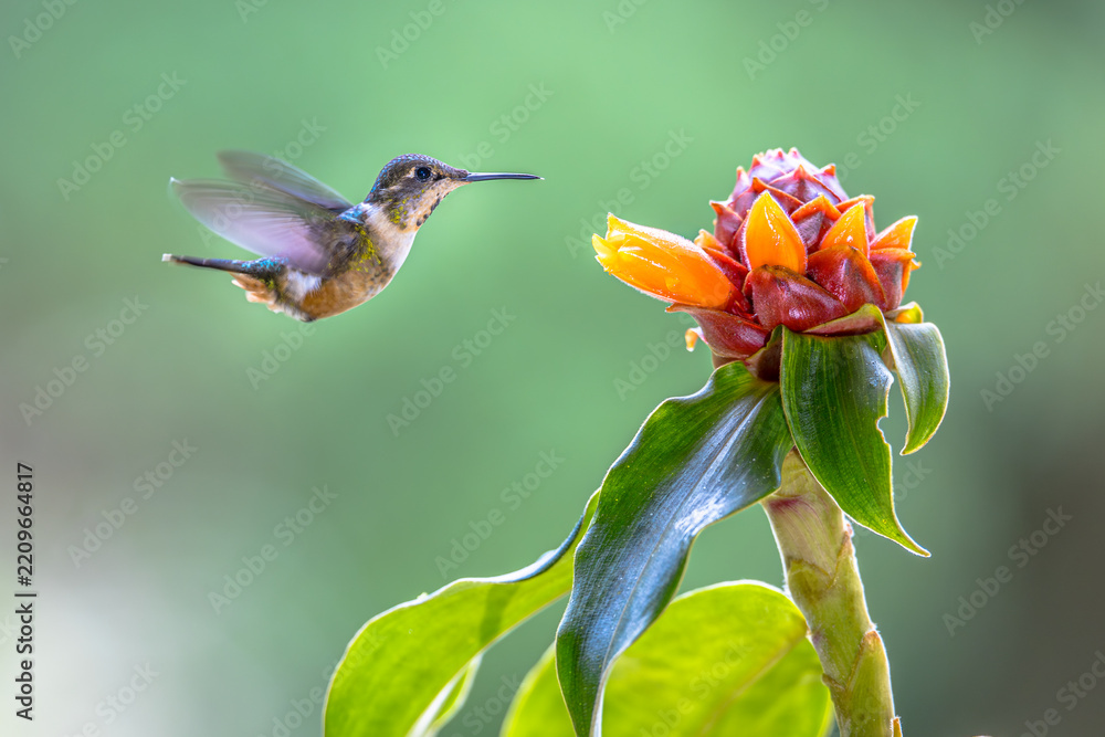 Obraz premium magenta-throated woodstar flying in front of flower
