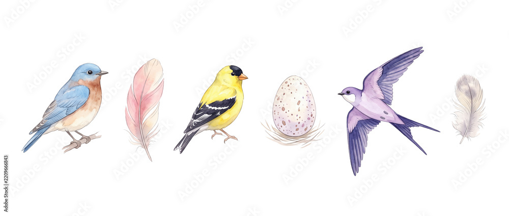 Fototapeta premium Watercolor bird feather illustration set featuring bluebird, yellow goldfinch, purple swallow flying, speckled egg in nest isolated on black background for spring nature design art craft clip art