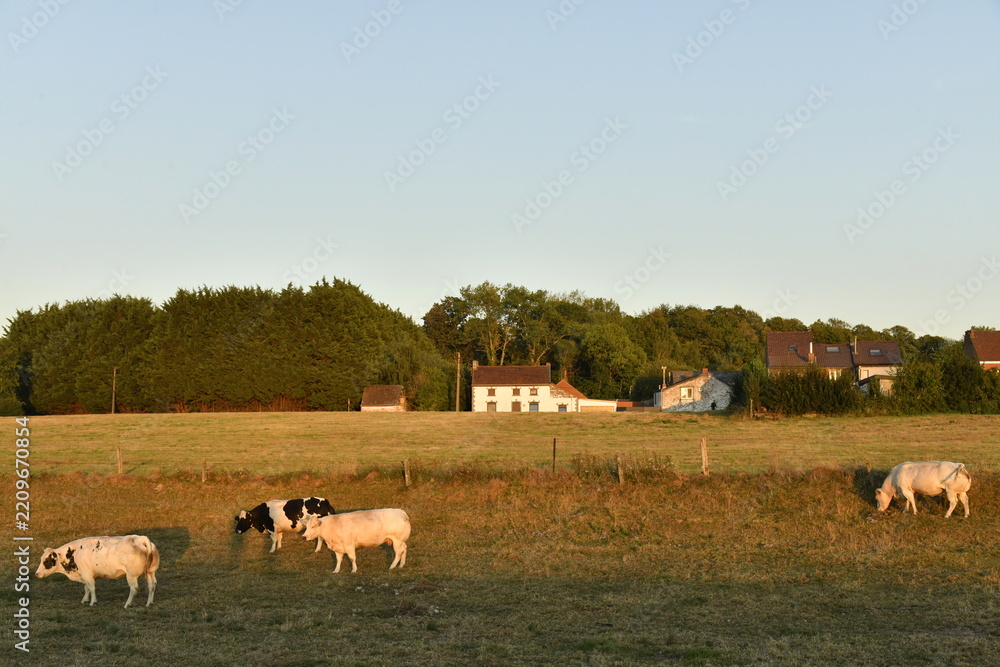 Fototapeta premium Vaches dans une pâture sous la lumière du coucher de soleil à Écaussinnes d'Enghien (Soignies)