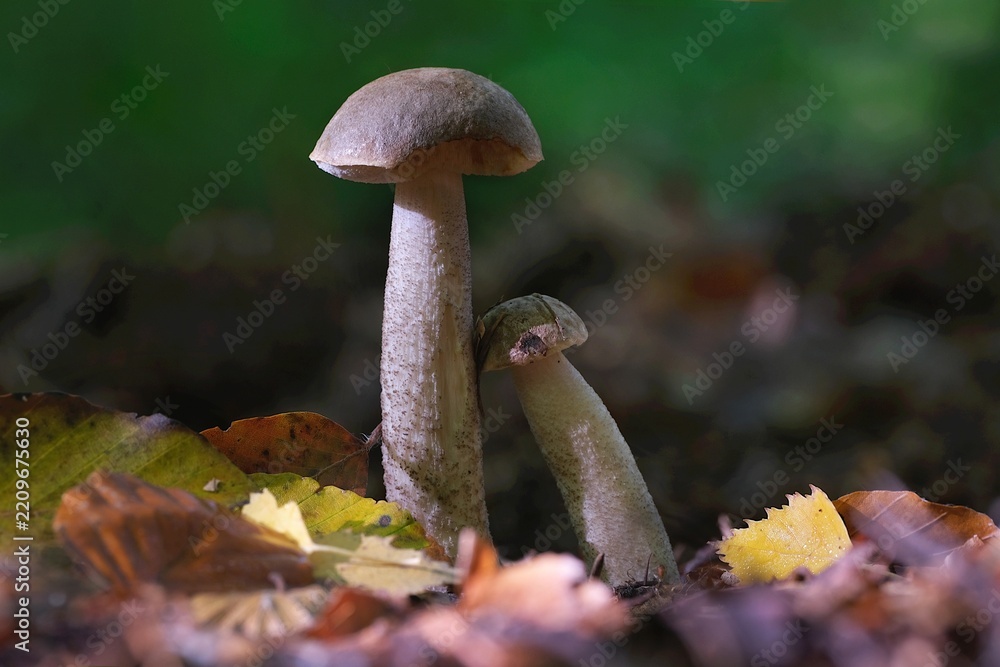 Fototapeta premium Edible forest mushroom - Leccinum scabrum