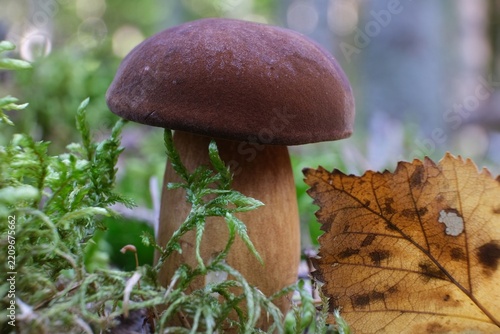 Single mushroom Imleria badia, commonly known as the bay bolete - edible, very tasty mushroom. 