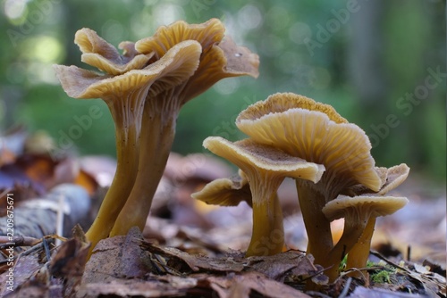 Group of Craterellus tubaeformis (formerly Cantharellus tubaeformis) is an edible fungus, also known as Yellowfoot,  or Funnel Chanterelle.